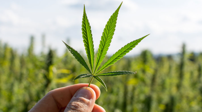 cbd olja herbmed laglig cbd cbd olja sverige kosttilskott hälsokost